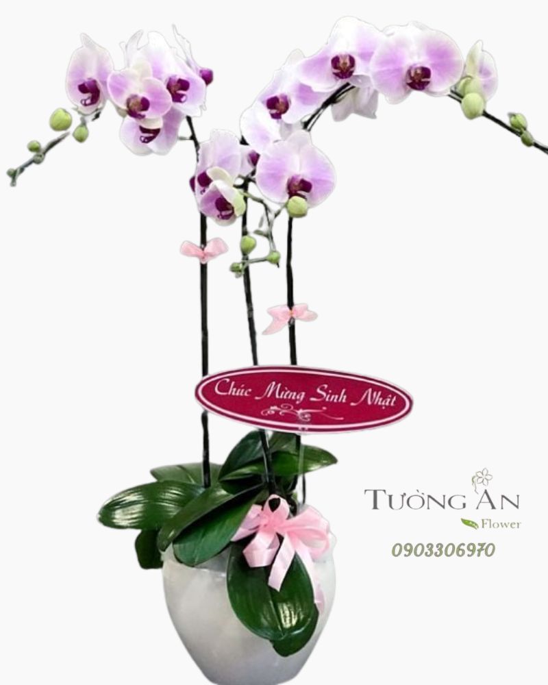  Chậu Lan Hồ Điệp Vững Chắc - S799 