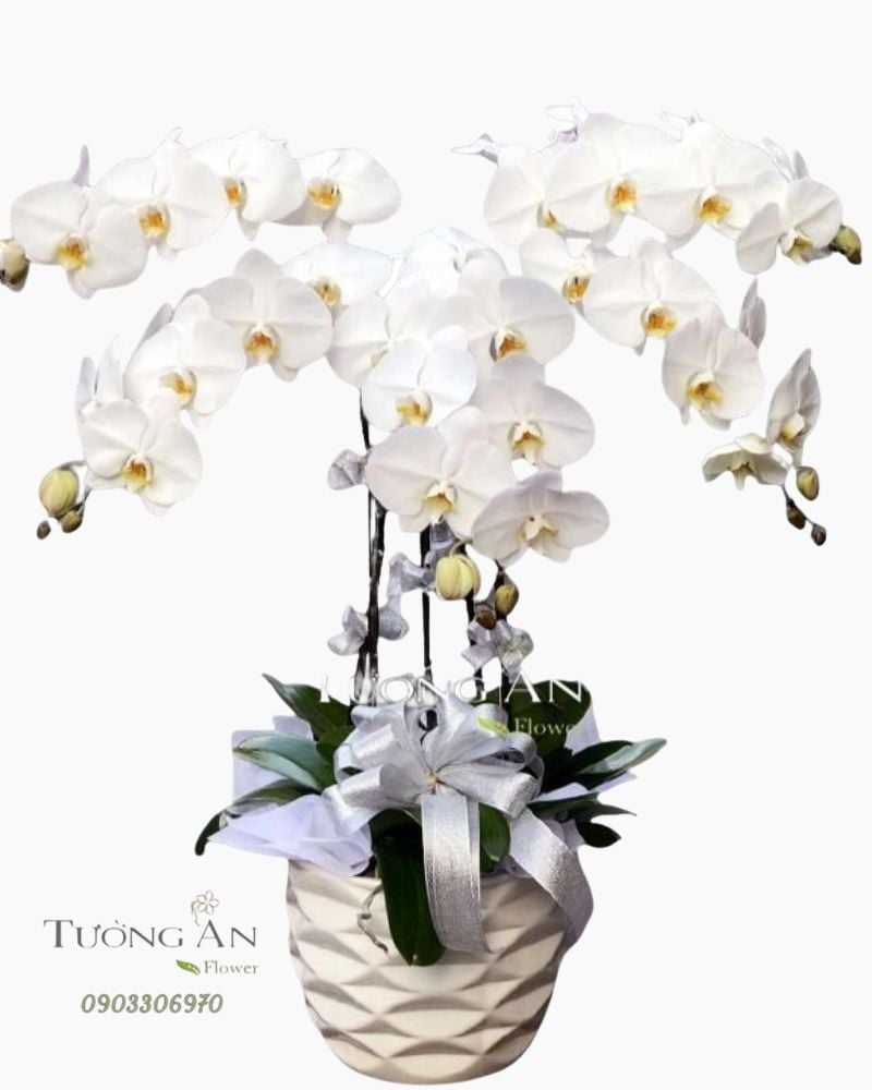  Chậu Lan Hồ Điệp Vững Mạnh - S705 
