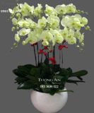  Chậu Lan Hồ Điệp Xanh Bơ - S898 