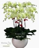  Chậu Lan Hồ Điệp Xanh Bơ - S898 