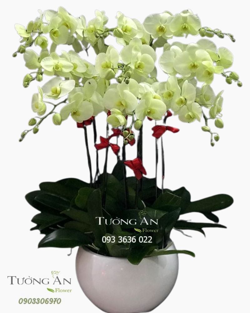  Chậu Lan Hồ Điệp Xanh Bơ - S898 