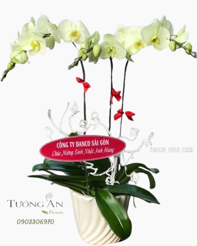  Chậu Lan Hồ Điệp Xanh Bơ - S978 