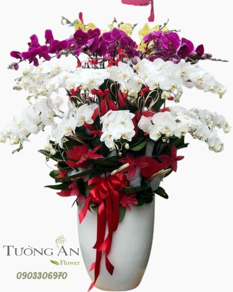  Chậu Lan Hồ Điệp Xoay Tròn - S954 