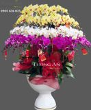 Chậu Lan Hồ Điệp Xoay Tròn - S956 