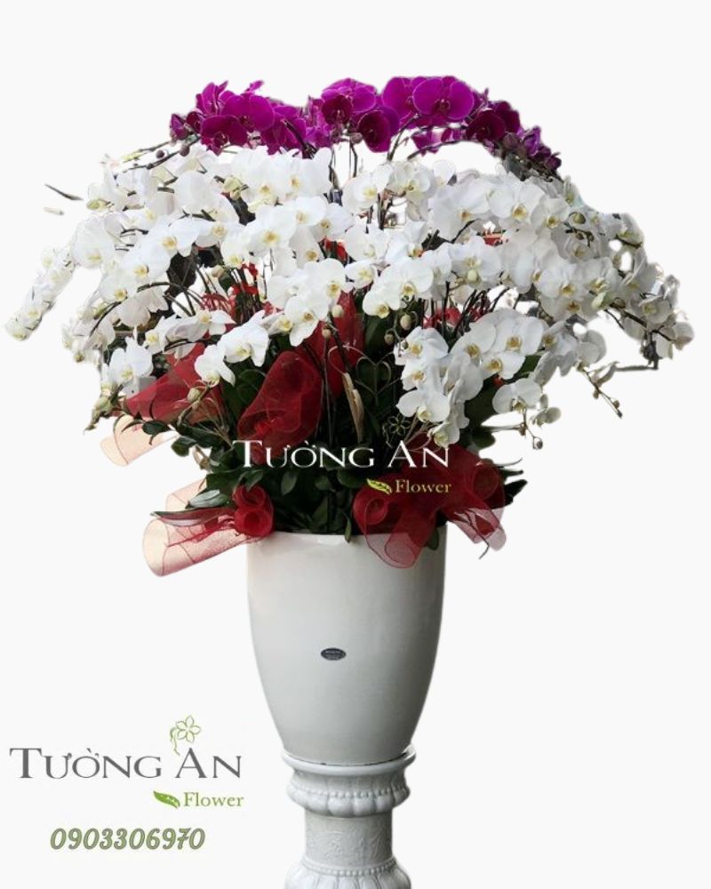  Chậu Lan Hồ Điệp Xoay Tròn - S957 