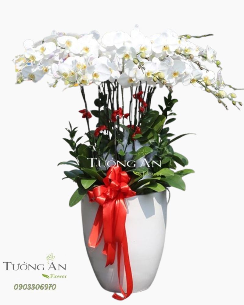  Chậu Lan Hồ Điệp Xoay Tròn - S965 