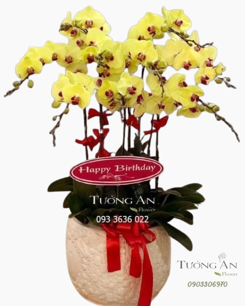  Chậu Lan Hồ Điệp Yêu Thương Của Nắng - S709 