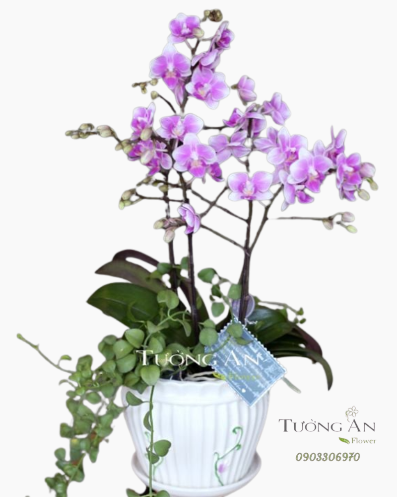  Chậu Lan Hồ Điệp Thuỷ Chung - S655 