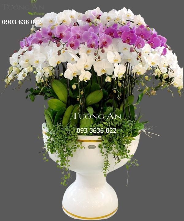 Chậu Lan Hồ Điệp Chiến Thắng - S755 