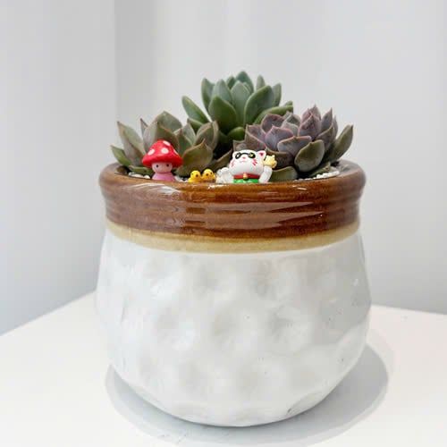 Chậu Sen Đá Ngọc Lục Phúc Duyên - SD06