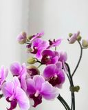  Chậu Lan Hồ Điệp Tím Dịu Thanh Xuân - LHD101 