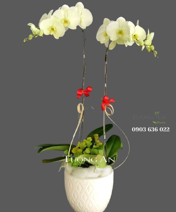  Chậu Lan Hồ Điệp Đại Cát - S702 