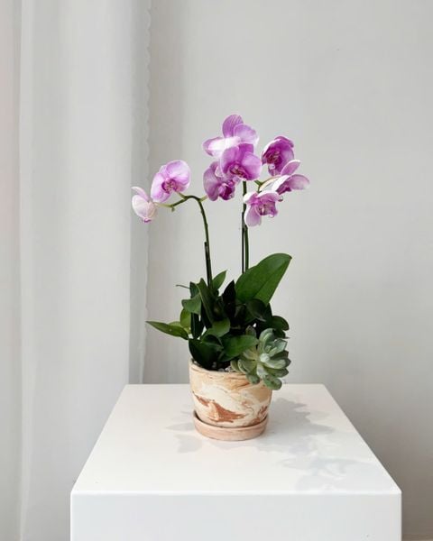 Chậu Lan Hồ Điệp Tím Dịu Thanh Tâm - LHD108