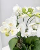  Chậu Lan Hồ Điệp Bạch Lan Thanh Khiết - LHD98 