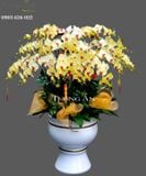  Chậu Lan Hồ Điệp Hạnh Phúc VIên Mãn - S769 