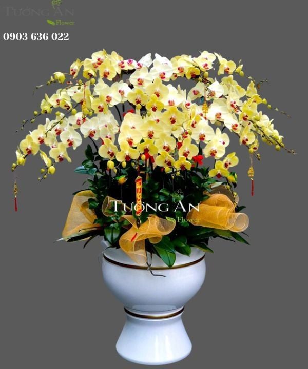  Chậu Lan Hồ Điệp Hạnh Phúc VIên Mãn - S769 