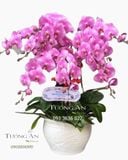  Chậu 10 Cành Lan Hồ Điệp Hồng - S880 