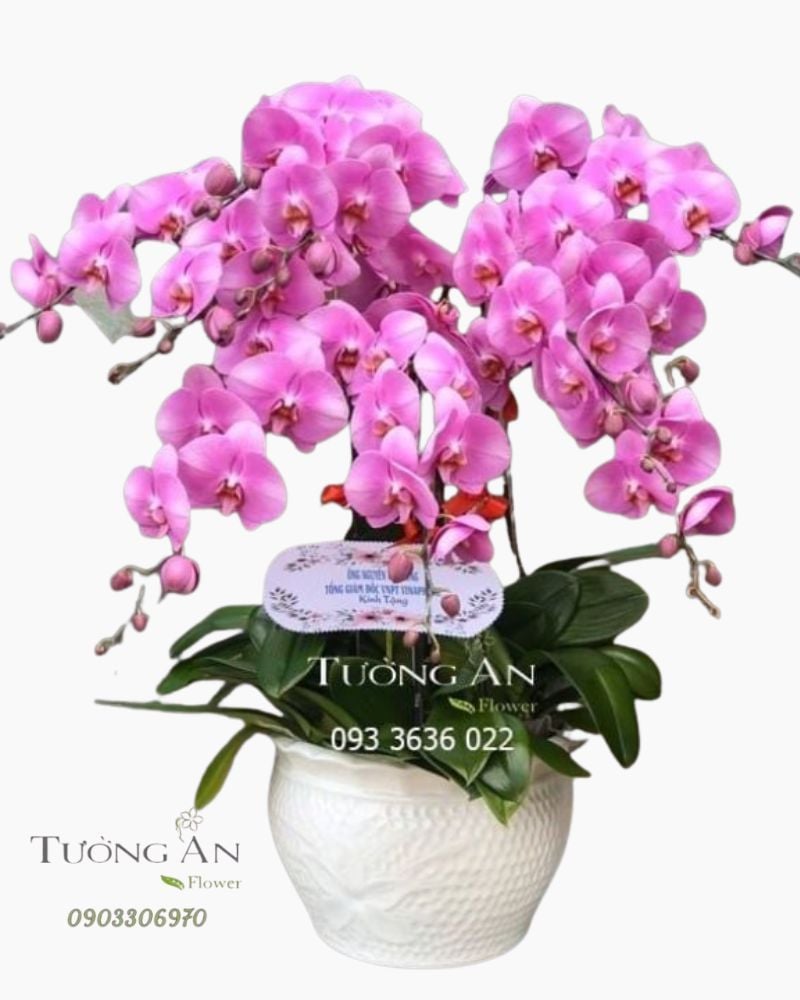  Chậu 10 Cành Lan Hồ Điệp Hồng - S880 