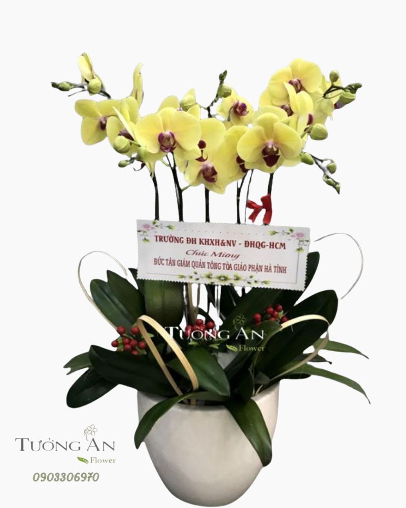  Chậu 5 Cành Lan Hồ Điệp Vàng - S970 