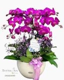  Chậu 8 Cành lan Hồ Điệp - S973 