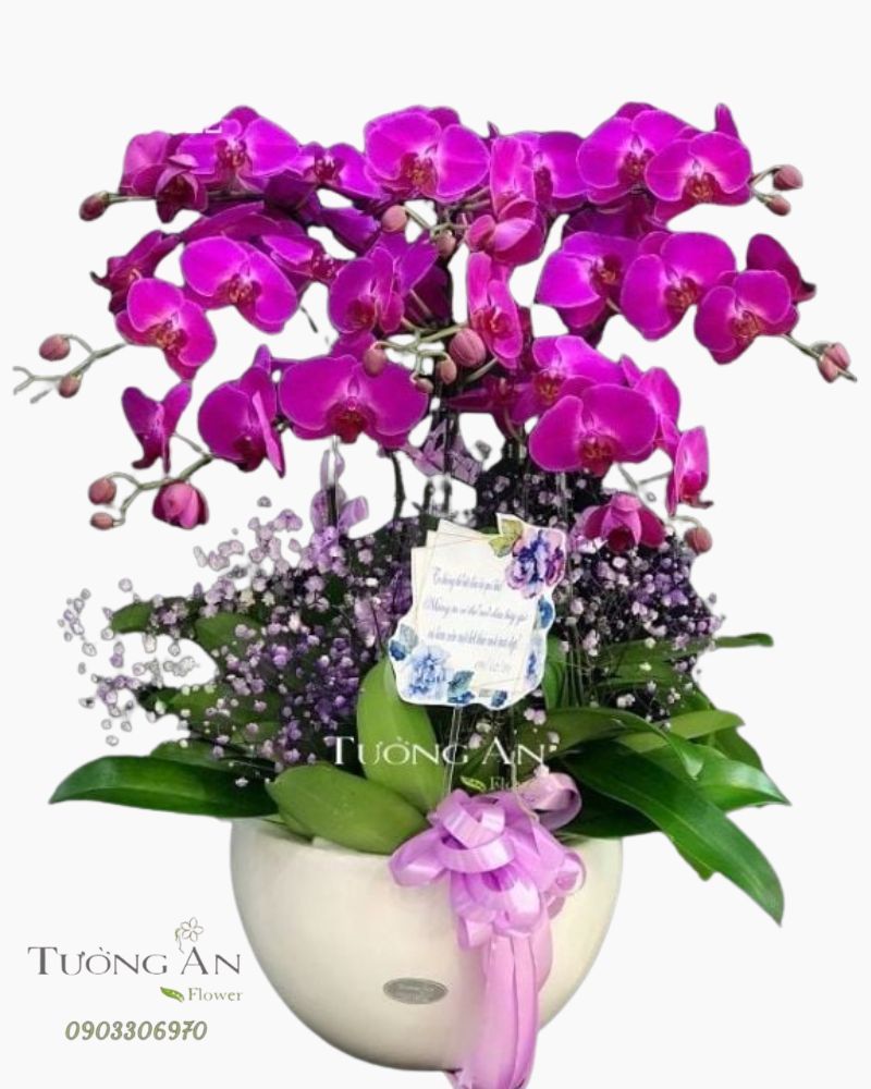  Chậu 8 Cành lan Hồ Điệp - S973 