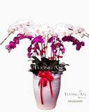  Chậu Lan Hồ Điệp Tài lộc - S681 