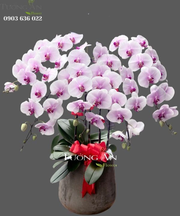  Chậu Lan Hồ Điệp Hồng Xinh - S794 