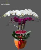  Chậu Lan Hồ Điệp 6 Cành - S852 