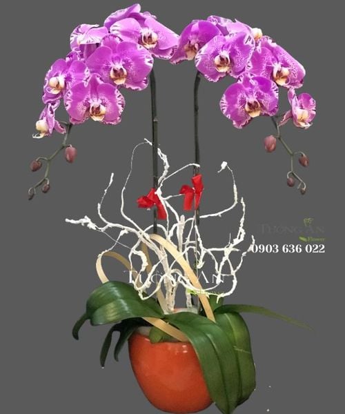 chau-lan-ho-diep-dep-s841