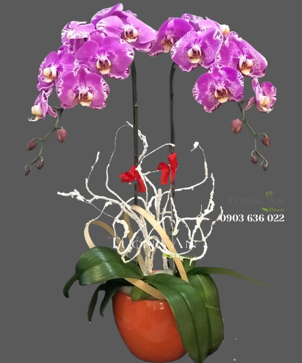  Chậu Lan Hồ Điệp Đẹp - S841 