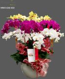  Chậu Lan Hồ Điệp Đẹp - S899 