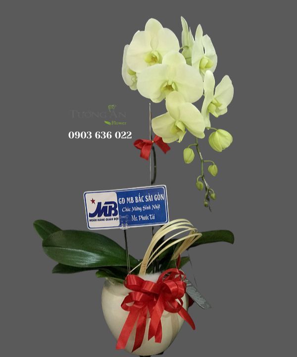  Chậu Lan Hồ Điệp Đẹp - S976 