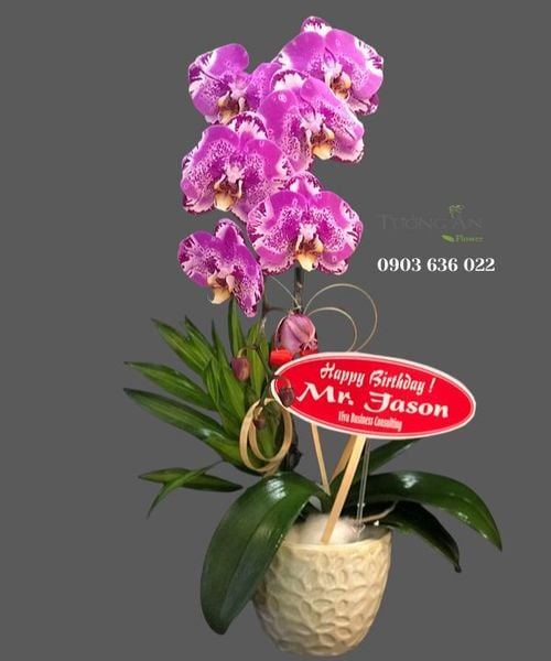 chau-lan-ho-diep-hong-s840