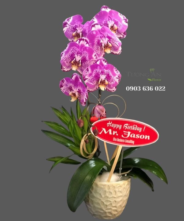  Chậu Lan Hồ Điệp Hồng - S840 