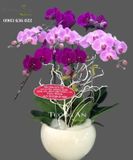  Chậu Lan Hồ Điệp Phối Màu - S830 