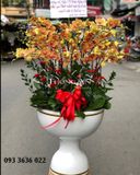  Chậu Lan Hồ Điệp Ngày Xuân Hạnh Phúc - S792 