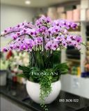  Chậu Lan Hồ Điệp Phát Tài - S796 