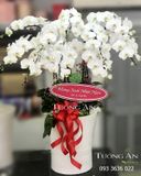  Chậu Lan Hồ Điệp Thập Toàn - S797 