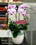  Chậu Lan Hồ Điệp Tứ Quý - S798 