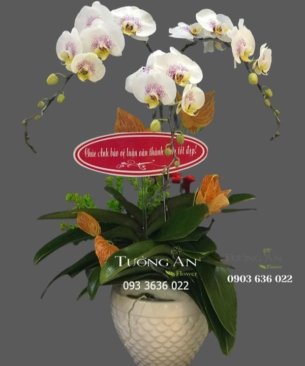  Chậu Lan Hồ Điệp - S883 