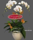  Chậu Lan Hồ Điệp - S883 