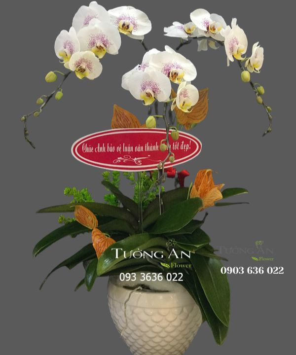  Chậu Lan Hồ Điệp - S883 