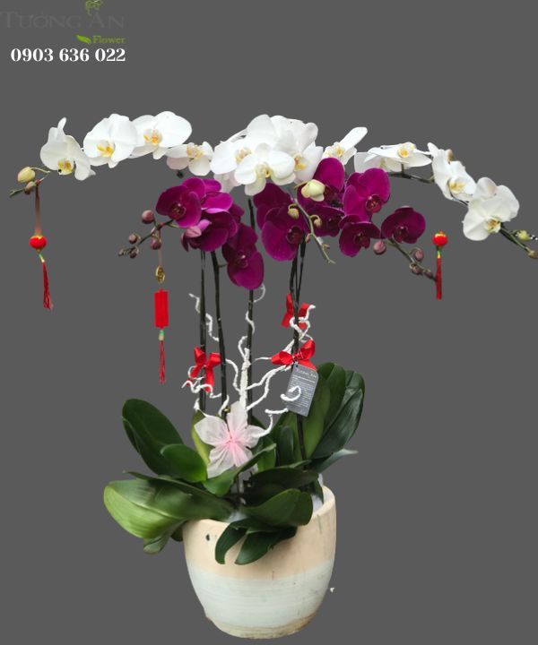  Chậu Lan Hồ Điệp - S884 