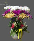  Chậu Lan Hồ Điệp - S887 