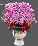  Chậu Lan Hồ Điệp Tết - S857 