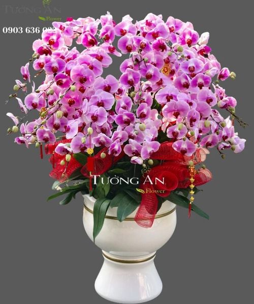 chau-lan-ho-diep-tet-s857