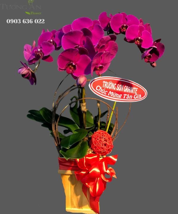  Chậu Lan Hồ Điệp Tím - S835 