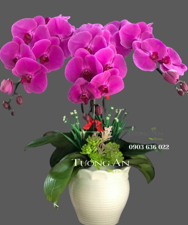  Chậu Lan Hồ Điệp Tím - S847 