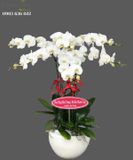  Chậu Lan Hồ Điệp Trắng 6 Cành - S808 