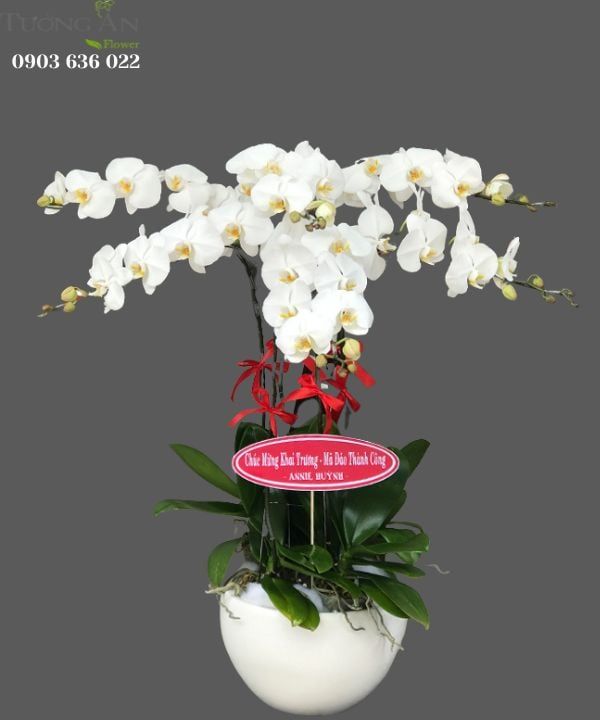  Chậu Lan Hồ Điệp Trắng 6 Cành - S808 